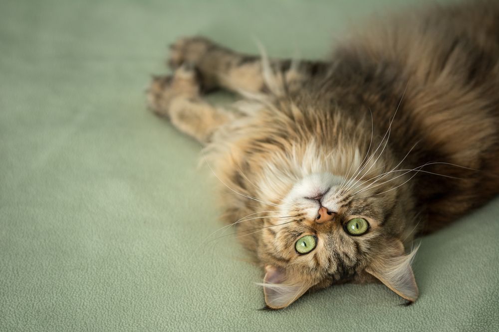 Sweet upside-down Maine Coon cat looks curiously at camera