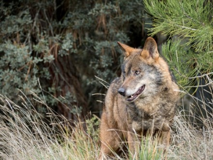 Afbeeldingen van Male of iberian wolf Canis lupus signatus