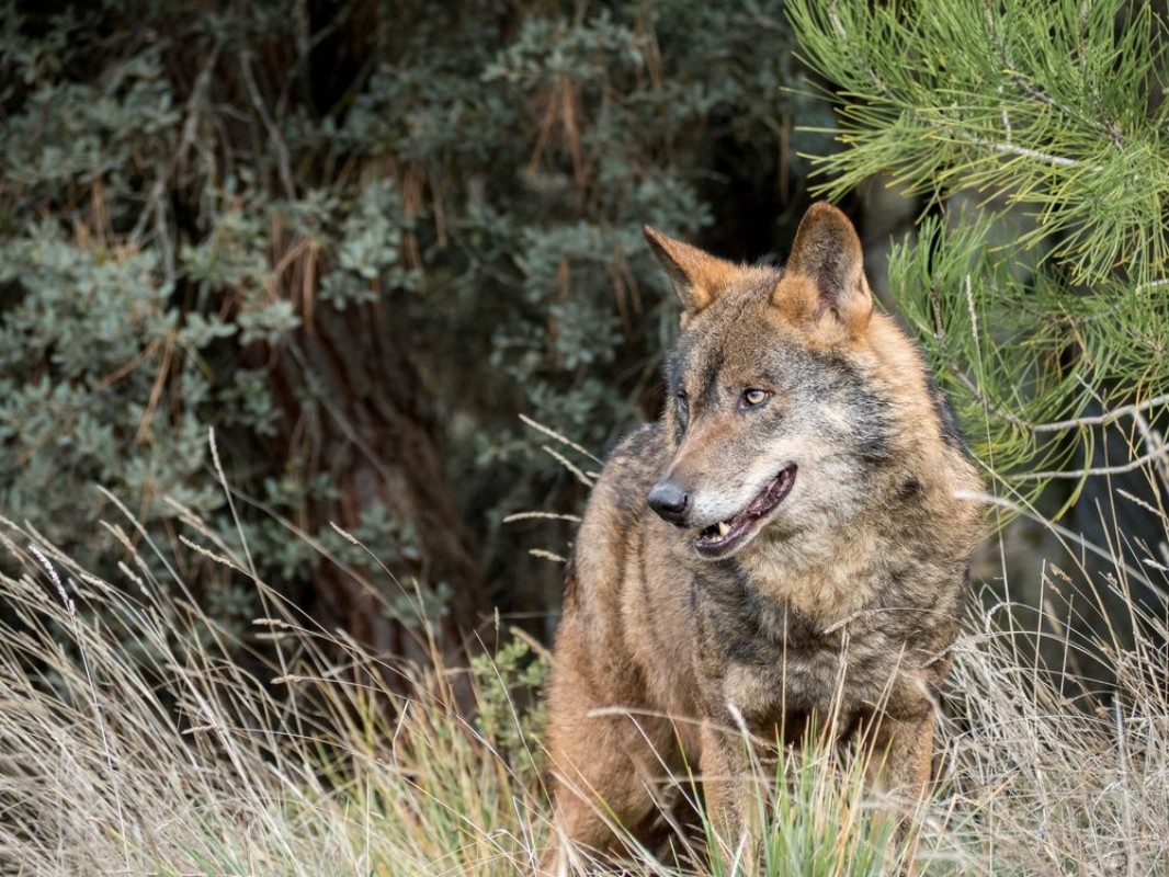 Picture of Male of iberian wolf Canis lupus signatus
