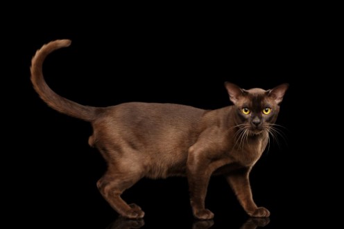 Bild på Brown burmese cat standing and Looking in camera chocolate shining fur on isolated black background side view