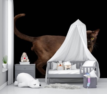 Image de Brown burmese cat standing and Looking in camera chocolate shining fur on isolated black background side view
