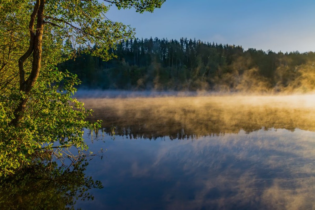 Picture of Morning mist