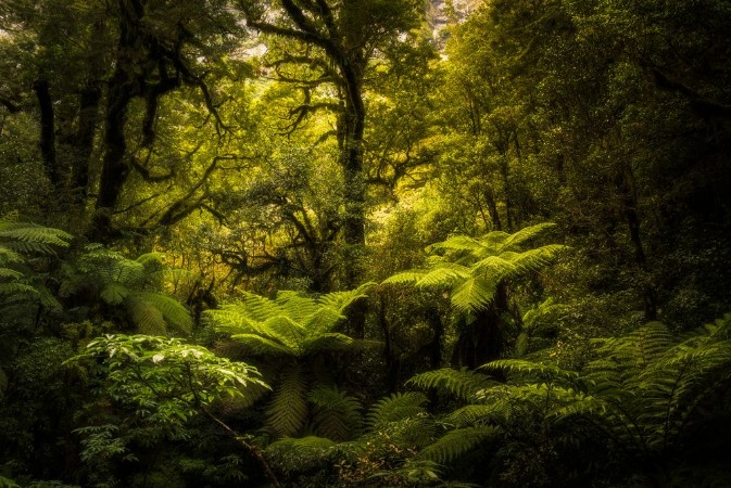 Bild på Rainforest
