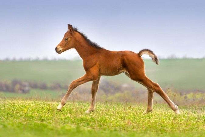 Afbeeldingen van Beautiful bay foal run gallop on spring green pasture