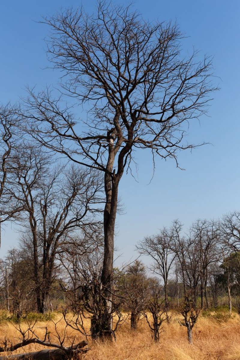 Afbeeldingen van Moremi game reserve Okavango delta Africa Botswana