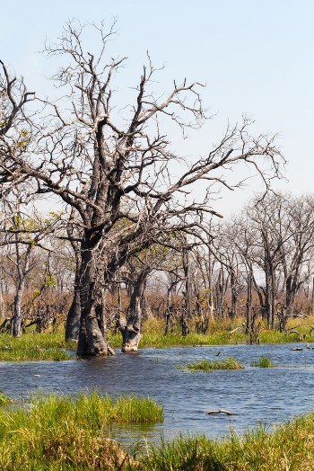 Picture of Moremi game reserve Okavango delta Botswana Africa