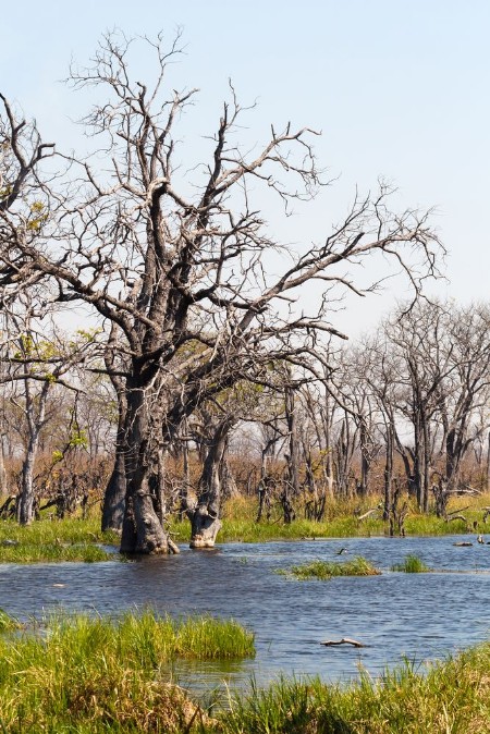 Afbeeldingen van Moremi game reserve Okavango delta Botswana Africa