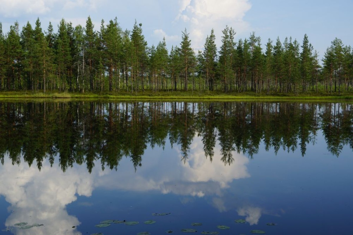 Bild på Landscape forest lake with reflection of clouds in the sky and pine trees on the beach summer