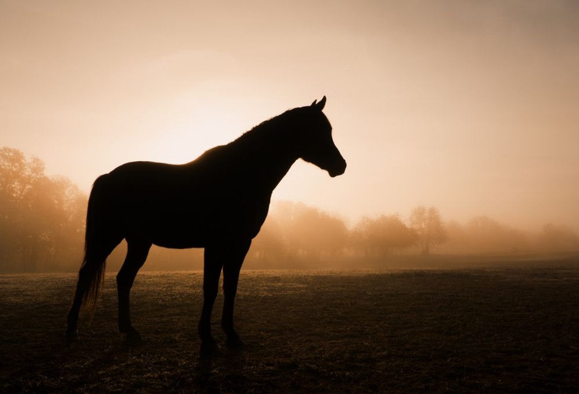 Image de Silhouette of a horse in heavy fog at sunrise