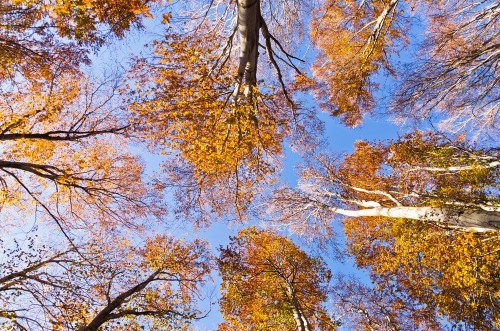 Picture of Orange colored top of the trees against a blue sky on a sunny autumn day Serbia