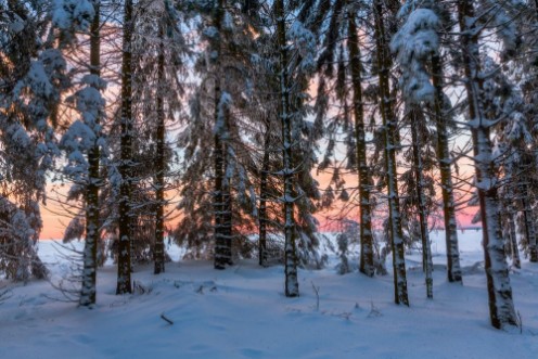 Image de Sunset viewed out of a forest