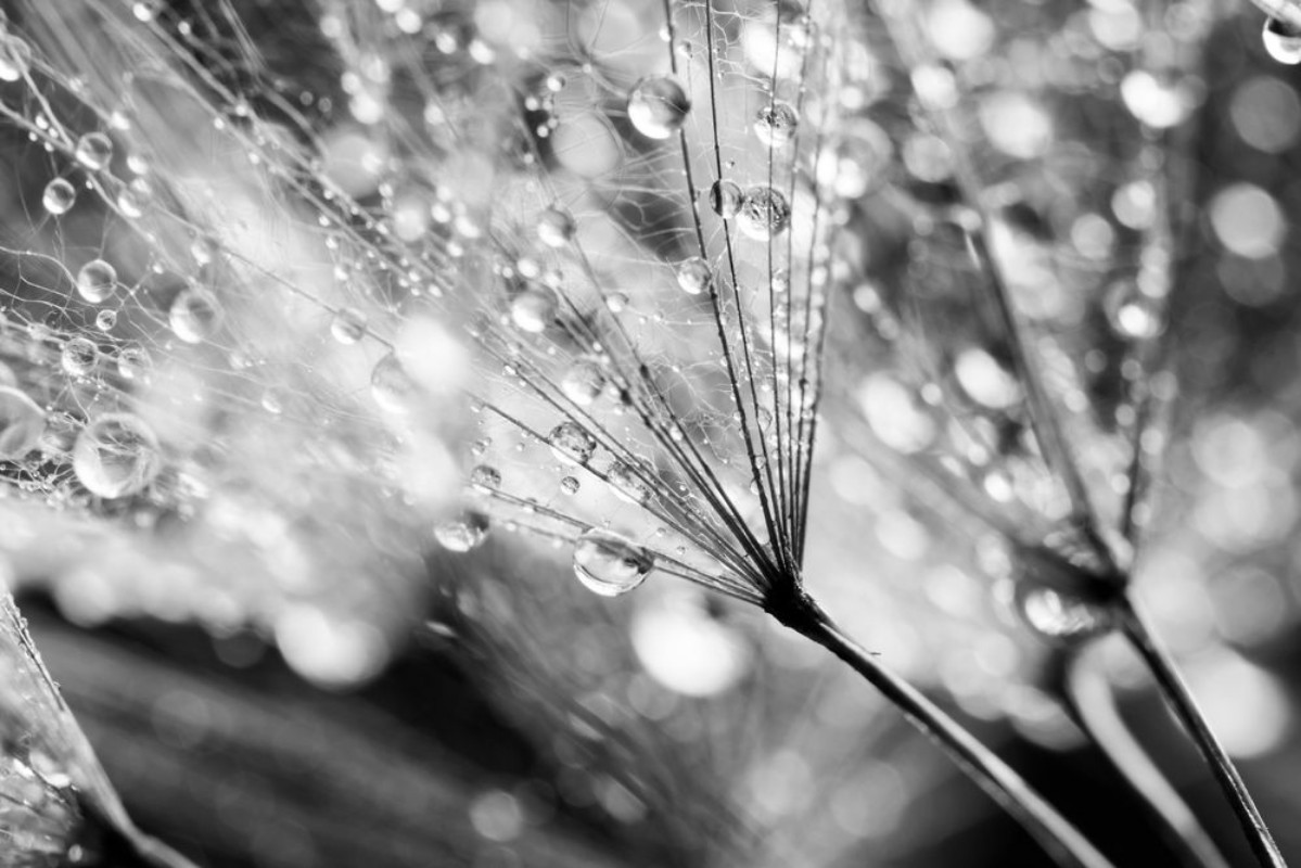 Afbeeldingen van Dandelion seeds with water drops on natural background