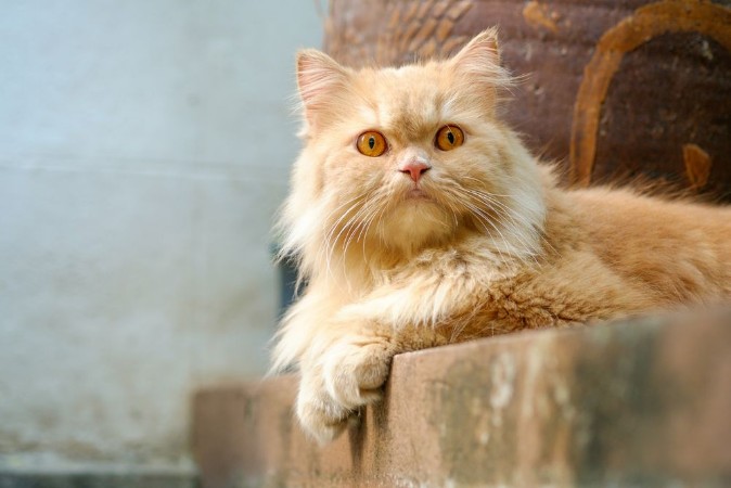 Afbeeldingen van Brown alert persian cat sitting on the concrete floor looking toward camera