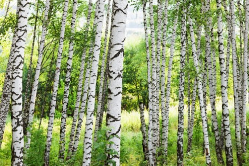 Image de Summer in sunny birch forest