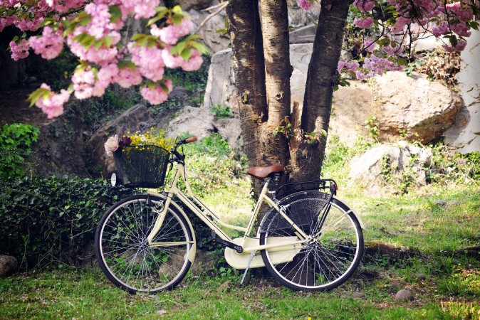 Afbeeldingen van Vintage bicycle in the spring garden