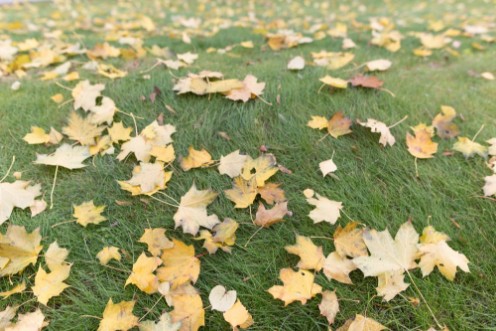 Picture of Top view on green grass with autumn yellow leaves Colorful fall maple leaves on a background of grass Autumn and lifestyle