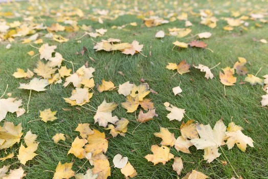 Bild på Top view on green grass with autumn yellow leaves Colorful fall maple leaves on a background of grass Autumn and lifestyle