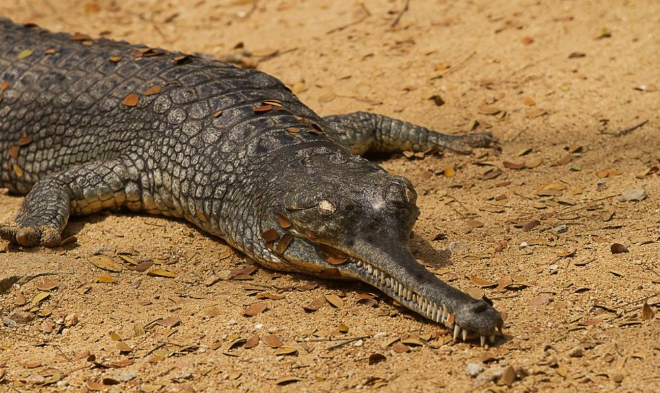 Bild på Photograph of a crocodile basking in the sunshine