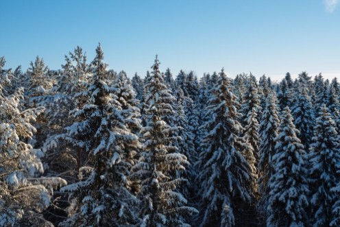 Afbeeldingen van Russian winter forest and sky beautiful landscape