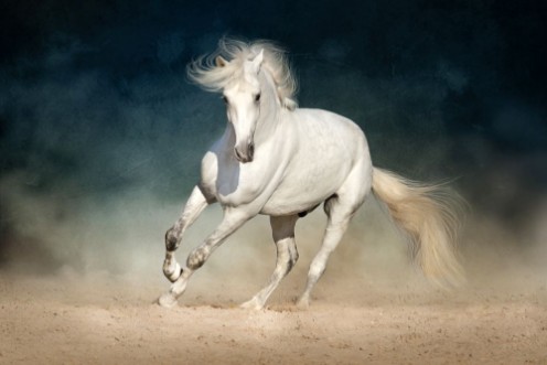 Image de White horse run forward in dust on dark background
