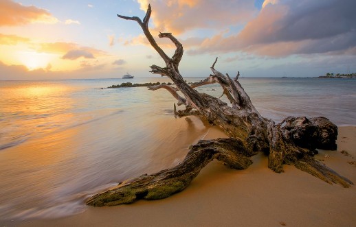 Picture of Driftwood beach