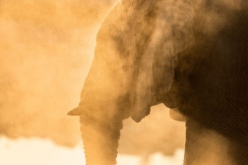 Afbeeldingen van African Elephant in Etosha National Park