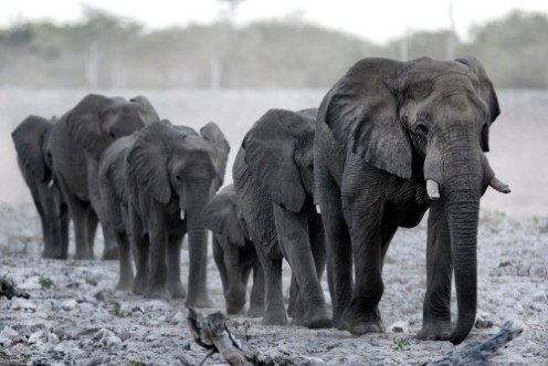 Picture of Elephant in Etosha National Park