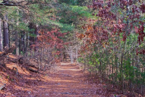 Picture of Autumn pathway