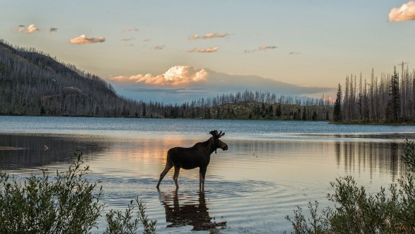 Afbeeldingen van Moose standing in Montana mountain lake at dusk