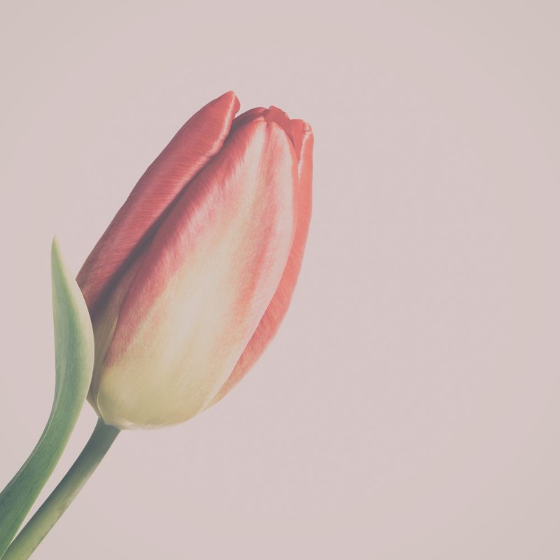 Afbeeldingen van Red and yellow tulip with vintage filter effect