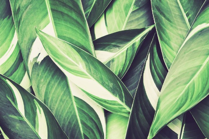 Picture of Fresh tropical Green leaves background
