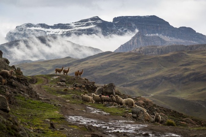 Picture of Llamas in Andes