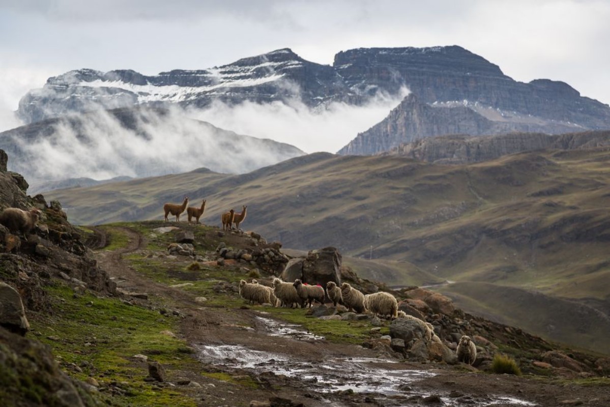 Afbeeldingen van Llamas in Andes