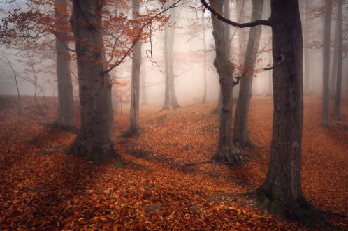 Bild på Foggy Forest