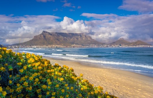 Afbeeldingen van View of Table Mountain from Milnerton Beach with beautiful yellow flowers Cape Town South Africa 