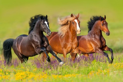 Afbeeldingen van Horses run gallop in flower meadow 