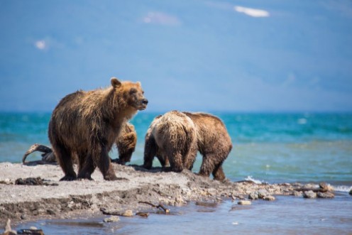 Bild på Bears salmon hunting