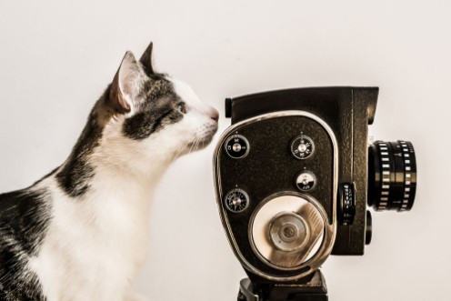 Afbeeldingen van White and gray cat looking into viewfinder of vintage camera White background