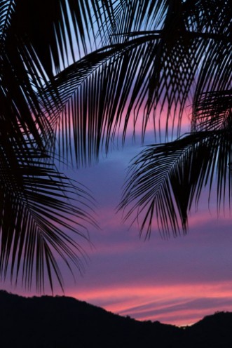 Image de Silhouette of palm leaves
