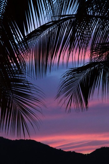 Picture of Silhouette of palm leaves