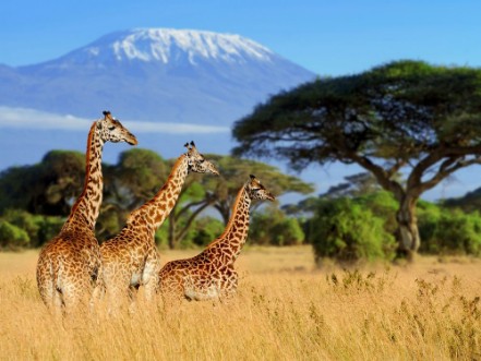 Afbeeldingen van Three giraffe on Kilimanjaro mount background