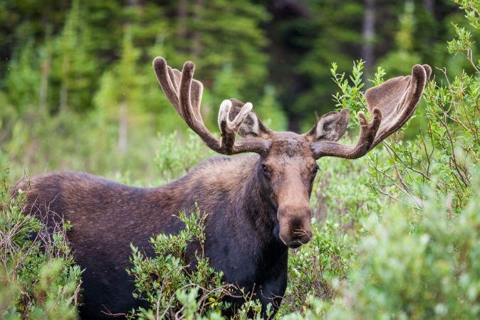 Moose in the brush photowallpaper Scandiwall