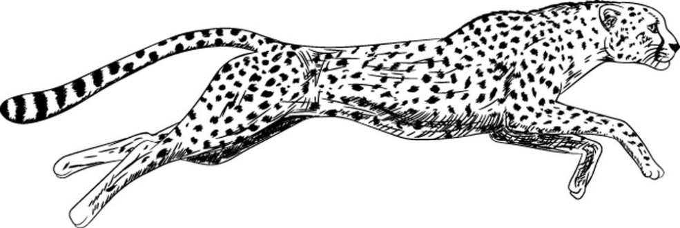 Afbeeldingen van Hand drawn sketch of running cheetah Vector illustration