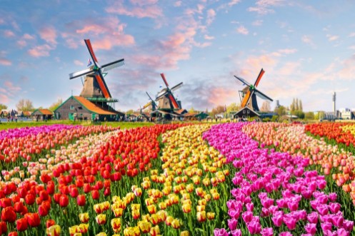 Afbeeldingen van Landscape with tulips in Zaanse Schans Netherlands Europe