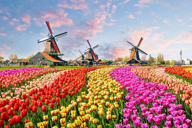 Picture of Landscape with tulips in Zaanse Schans Netherlands Europe