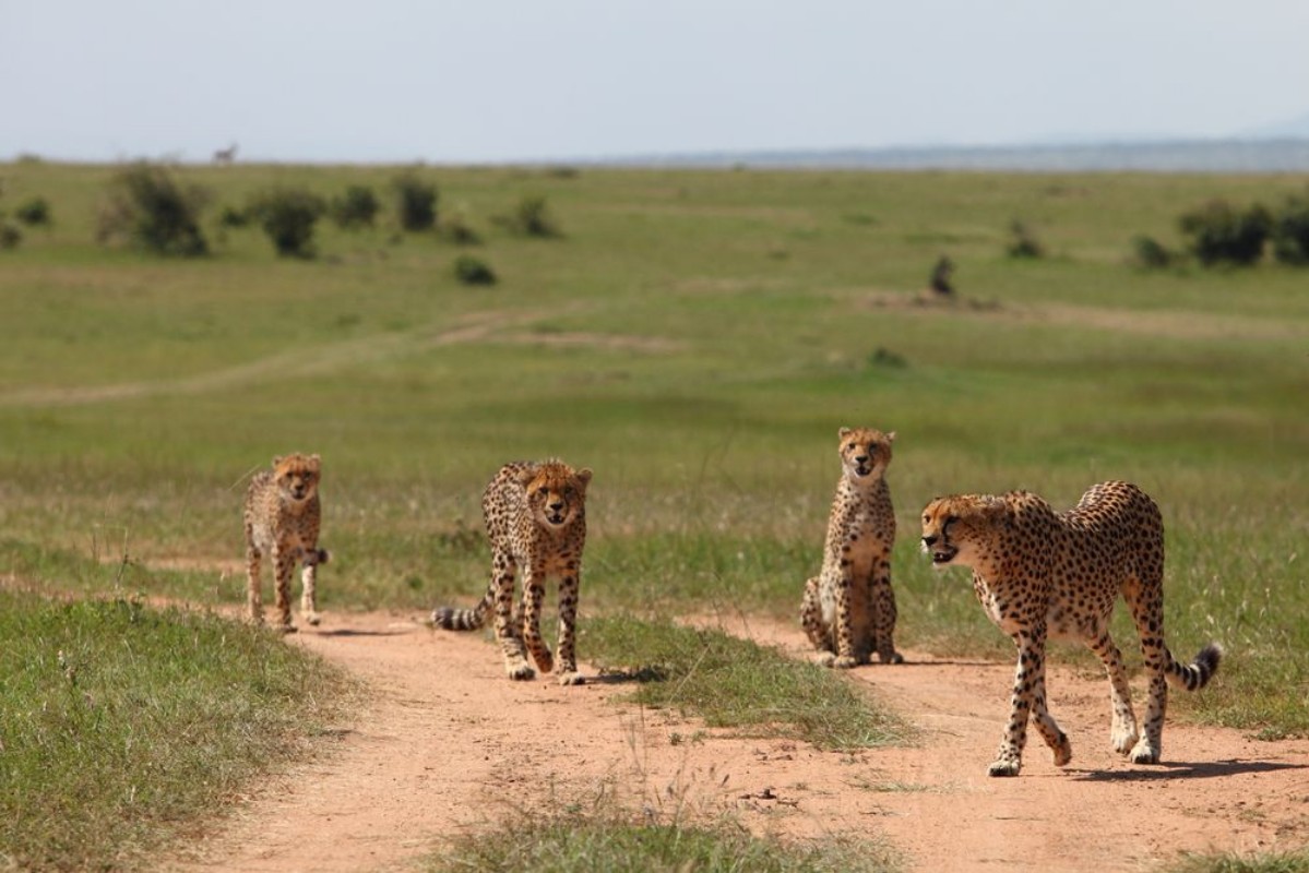 Afbeeldingen van Family of cheetahs
