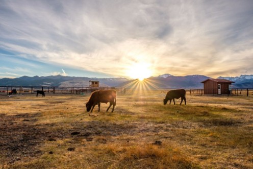 Bild på Cow on a field at sunset