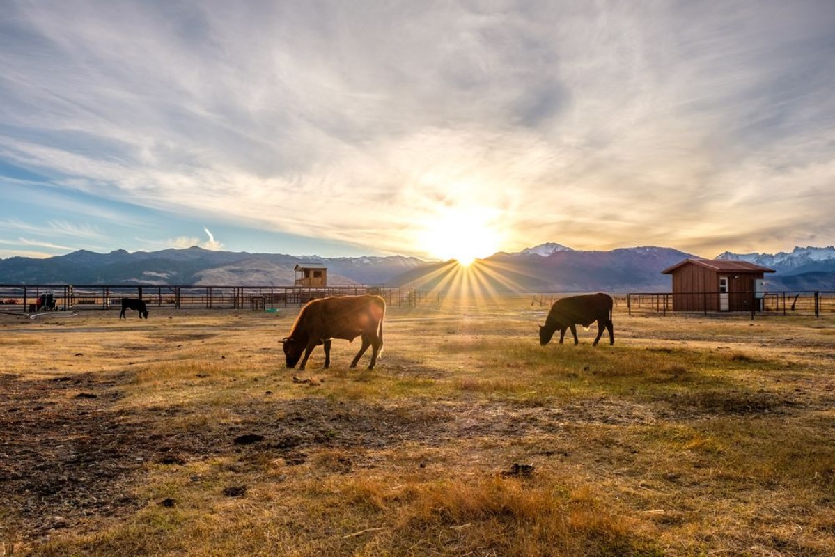 Afbeeldingen van Cow on a field at sunset