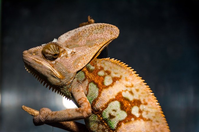 Picture of Chameleon portrait that looks very unhappy