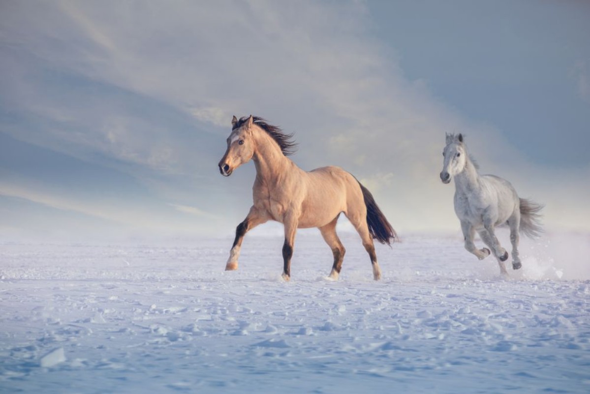 Afbeeldingen van Buckskin stallion and white stallion run on snow in winter
